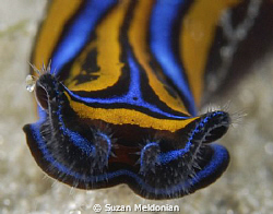 Headshield slugs migrate into the Blue Heron Bridge, I th... by Suzan Meldonian 